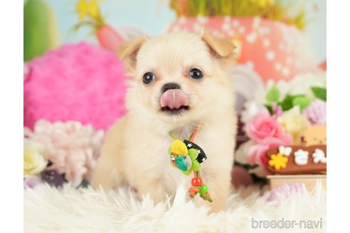 成約済の神奈川県のチワワ(ロングコート)-282472の4枚目