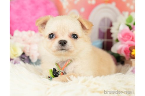 成約済の神奈川県のチワワ(ロングコート)-282472の1枚目
