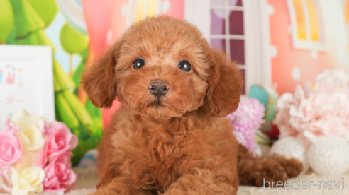 成約済の神奈川県のトイプードル-273948