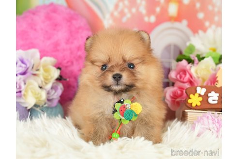 成約済の神奈川県のポメラニアン-282476の1枚目