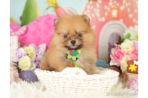 成約済の神奈川県のポメラニアン-282476の3枚目