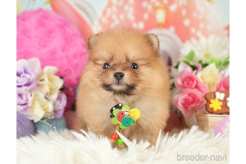 成約済の神奈川県のポメラニアン-282476の4枚目