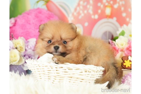 成約済の神奈川県のポメラニアン-282476の5枚目