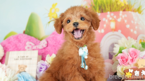 成約済の神奈川県のトイプードル-277834の1枚目