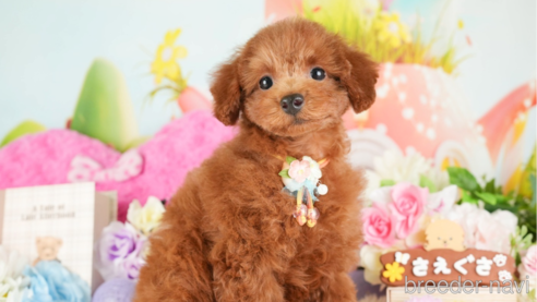 成約済の神奈川県のトイプードル-277822