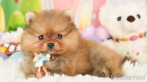 成約済の神奈川県のポメラニアン-280931