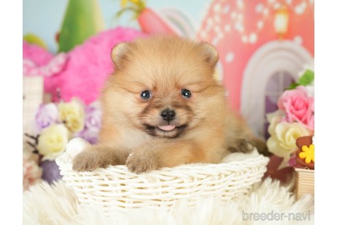 成約済の神奈川県のポメラニアン-282477の1枚目