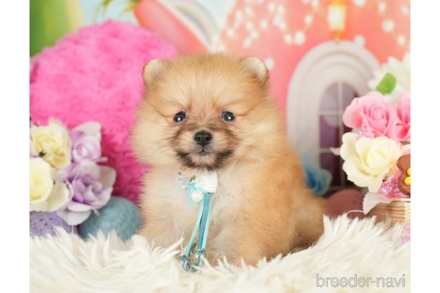 成約済の神奈川県のポメラニアン-282477の4枚目