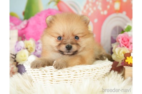 成約済の神奈川県のポメラニアン-282477の5枚目