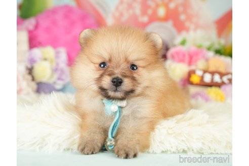 成約済の神奈川県のポメラニアン-282477の6枚目