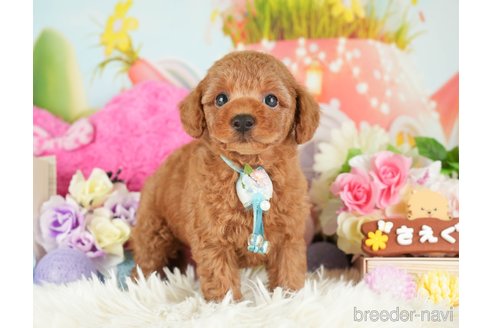 成約済の神奈川県のトイプードル-282480の3枚目