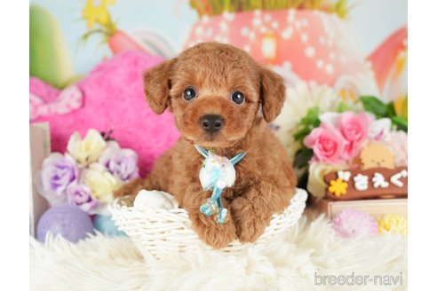 成約済の神奈川県のトイプードル-282480の4枚目