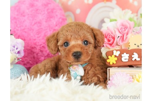 成約済の神奈川県のトイプードル-282480の5枚目