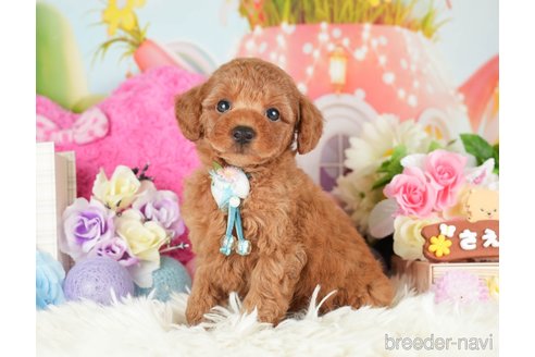 成約済の神奈川県のトイプードル-282480の6枚目