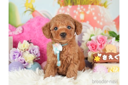 成約済の神奈川県のトイプードル-282480の1枚目