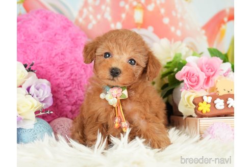 成約済の神奈川県のトイプードル-282482の3枚目