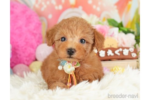 成約済の神奈川県のトイプードル-282482の4枚目