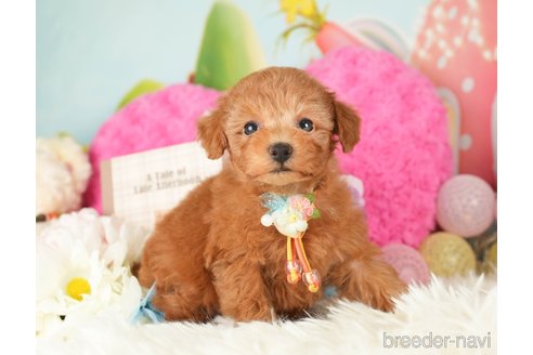 成約済の神奈川県のトイプードル-282482の5枚目