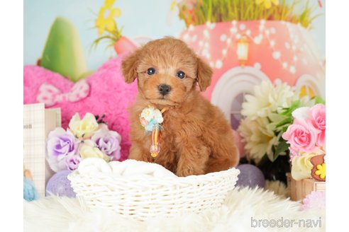 成約済の神奈川県のトイプードル-282482の6枚目