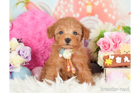 成約済の神奈川県のトイプードル-282482