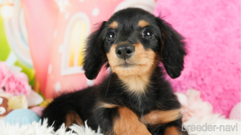 成約済の神奈川県のミニチュアダックスフンド(ロングヘアード)-272540の1枚目