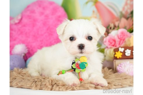 成約済の神奈川県のマルチーズ-282484の5枚目