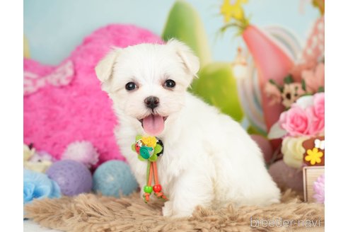 成約済の神奈川県のマルチーズ-282484