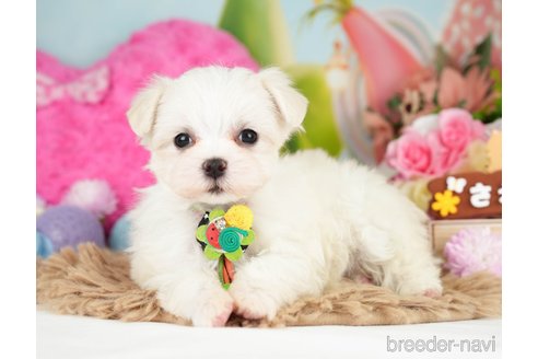 成約済の神奈川県のマルチーズ-282484の6枚目