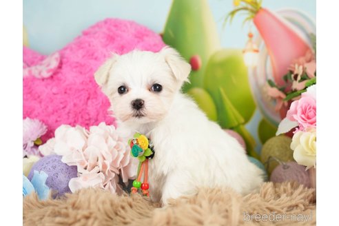 成約済の神奈川県のマルチーズ-282484の3枚目