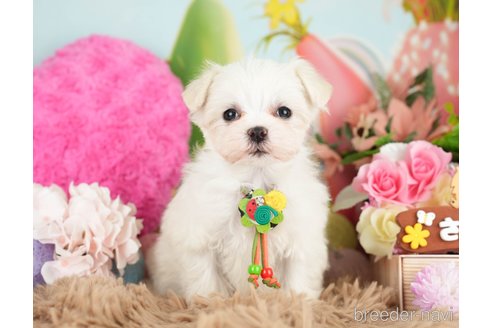 成約済の神奈川県のマルチーズ-282484の4枚目