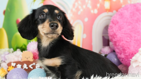 成約済の神奈川県のミニチュアダックスフンド(ロングヘアード)-272527の1枚目