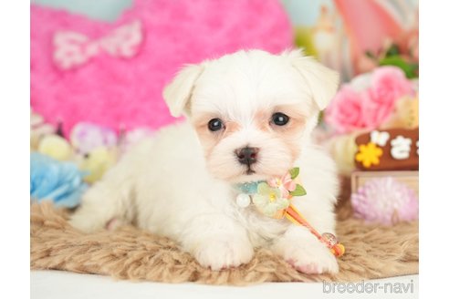 成約済の神奈川県のマルチーズ-282485の4枚目