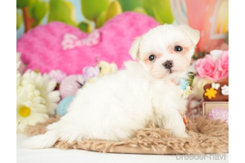 成約済の神奈川県のマルチーズ-282485の5枚目