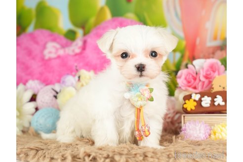 成約済の神奈川県のマルチーズ-282485の6枚目