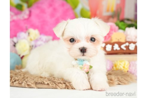 成約済の神奈川県のマルチーズ-282485の3枚目