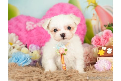 成約済の神奈川県のマルチーズ-282485