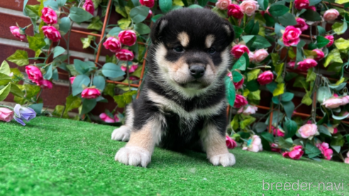 成約済の茨城県の柴犬-282523の1枚目