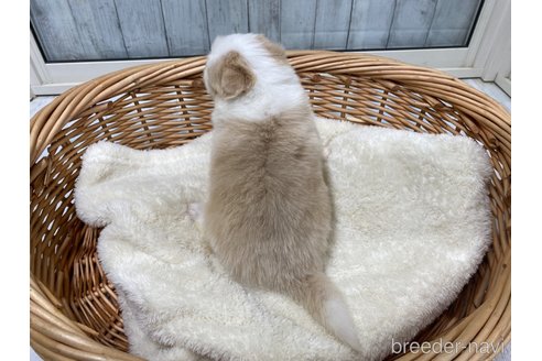 成約済の愛知県のボーダーコリー-282575の7枚目