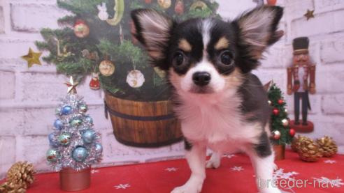 成約済の鳥取県のチワワ(ロングコート)-263751の1枚目