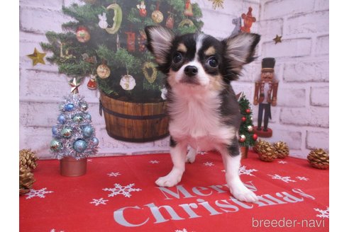 成約済の鳥取県のチワワ(ロングコート)-263751の2枚目