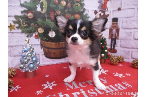 成約済の鳥取県のチワワ(ロングコート)-263751の3枚目