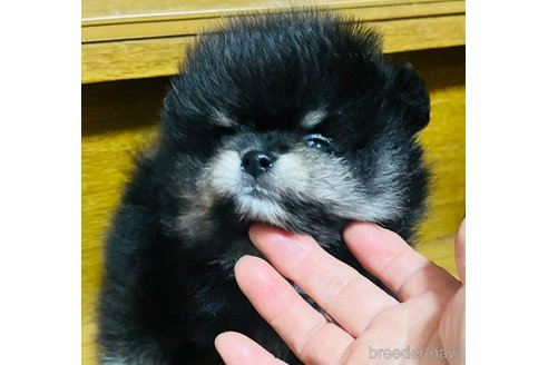成約済の愛知県のポメラニアン-282618の5枚目
