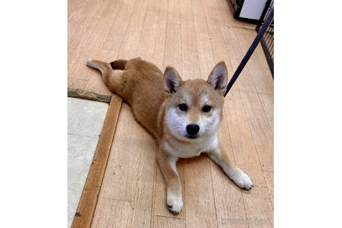 成約済の千葉県の柴犬-264464の6枚目