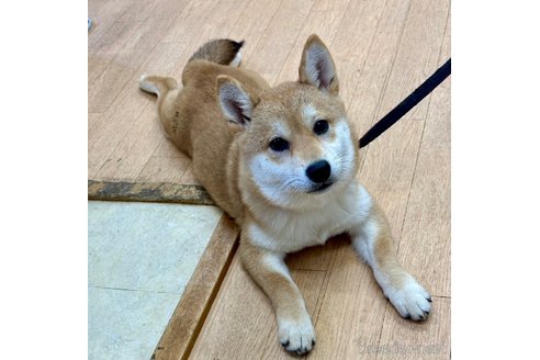 成約済の千葉県の柴犬-264464の5枚目