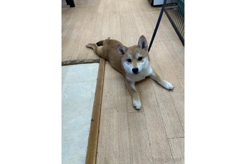 成約済の千葉県の柴犬-264464の4枚目