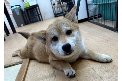 成約済の千葉県の柴犬-264464の1枚目