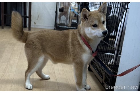 成約済の千葉県の柴犬-264464の2枚目