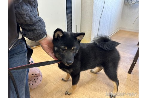 成約済の千葉県の豆柴-261386の12枚目