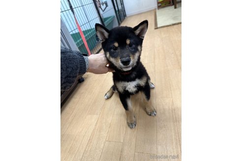 成約済の千葉県の柴犬-270259の10枚目