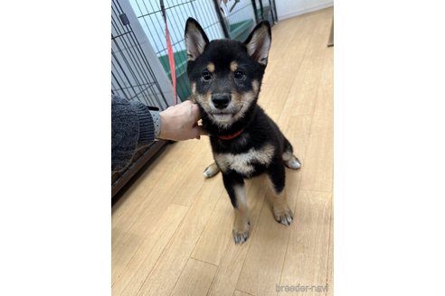 成約済の千葉県の柴犬-270259の8枚目